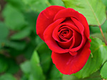 Червена роза